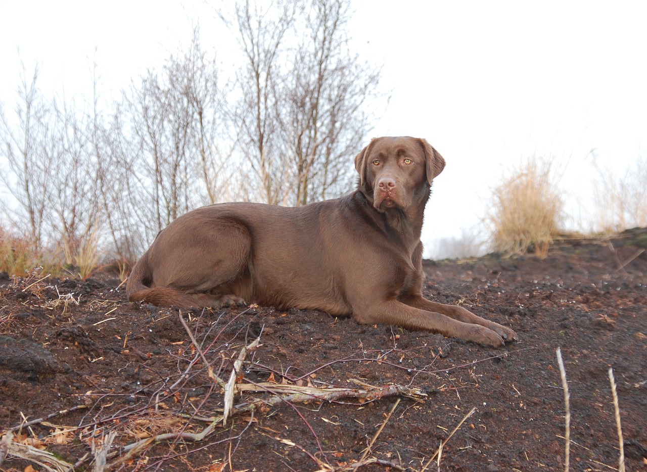 How to Train Your Dog to Follow You During Walks